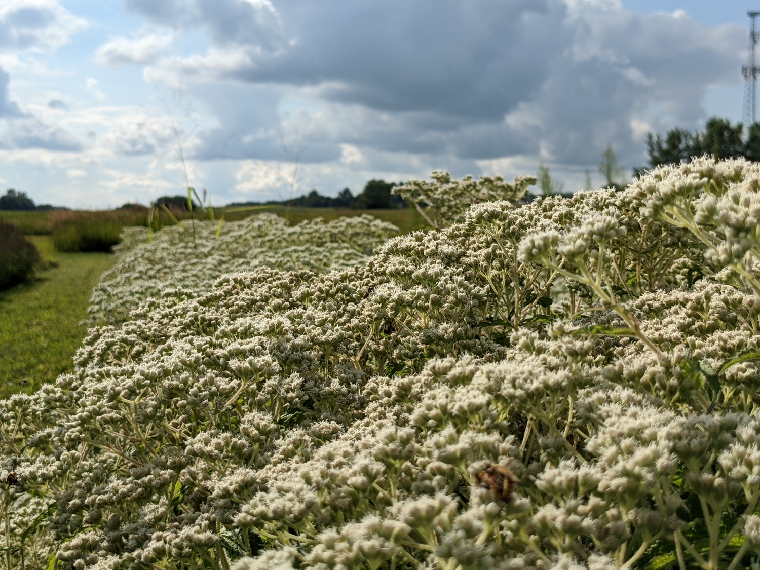 Link, clusters of white flower heads in a production plot of common boneset