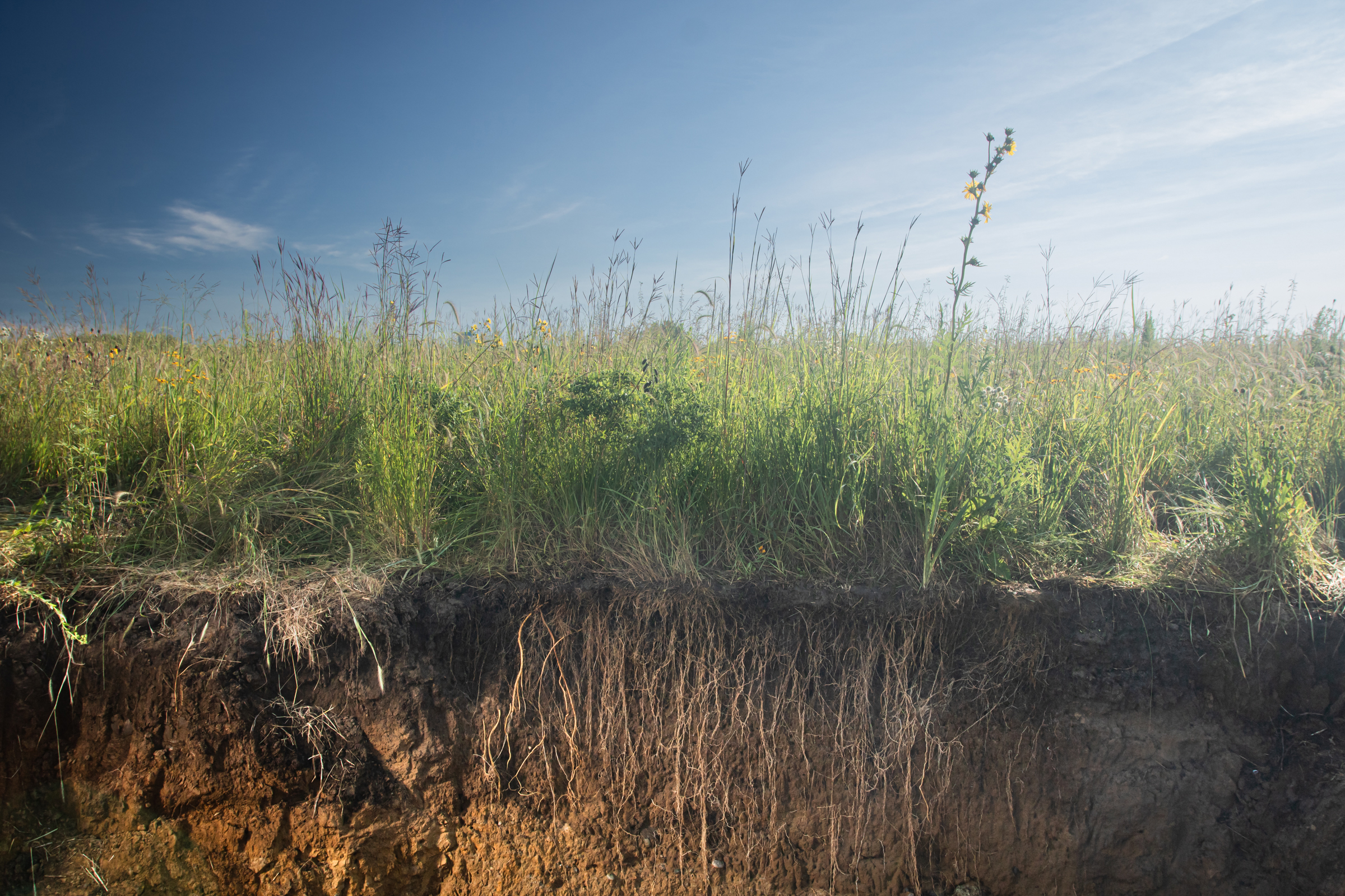 Prairie roots