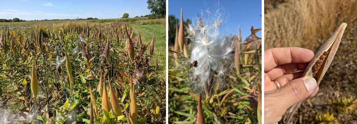 Collage of images showing different stages of seed ripeness in butterfly milkweed