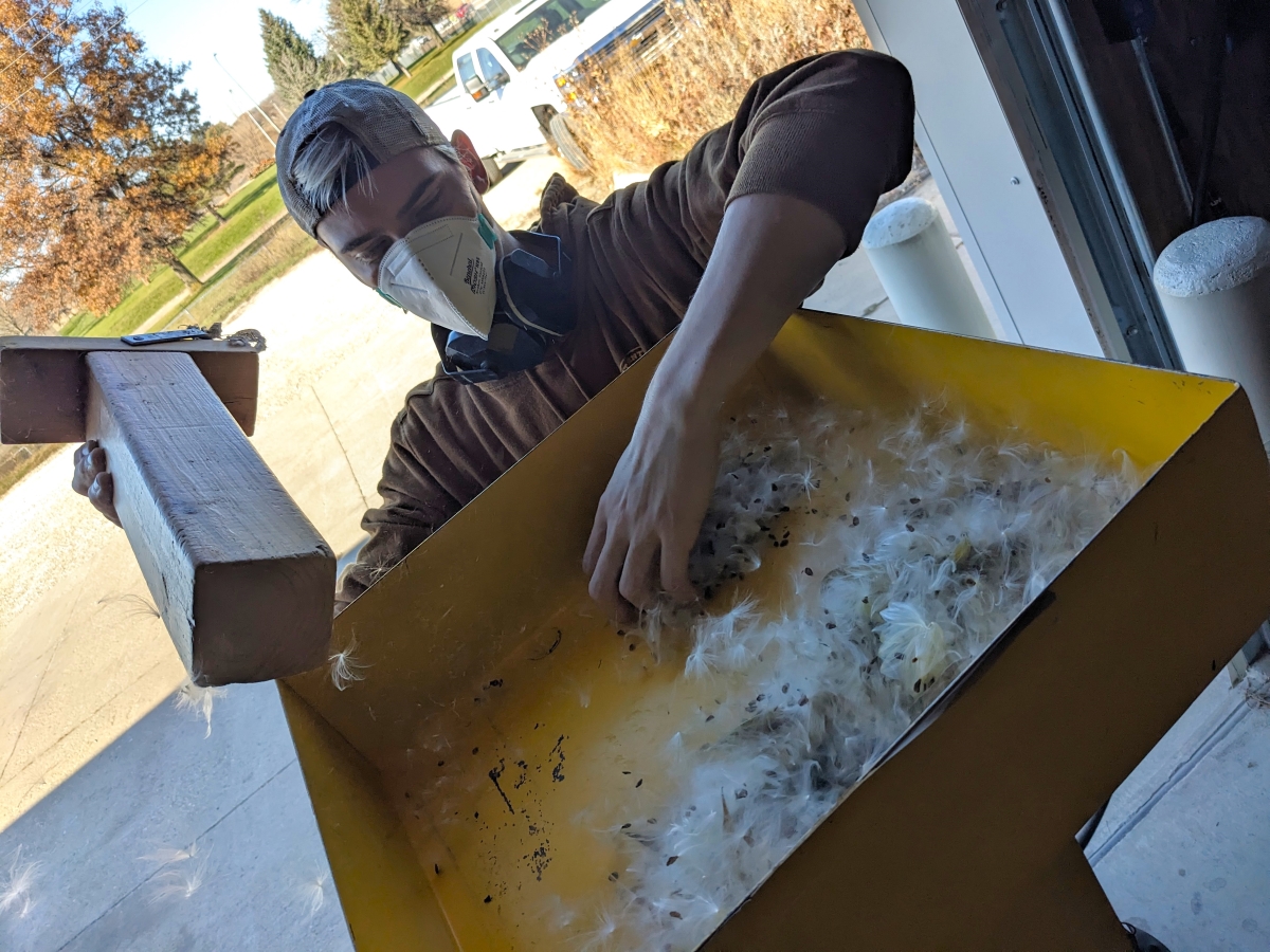 A student worker loading milkweed pods into the hopper of a debearding machine