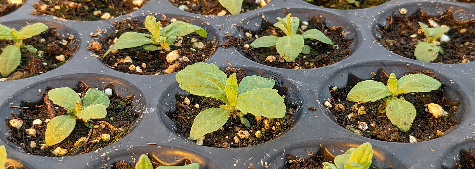 Eupatorium perfoliatum, seedling
