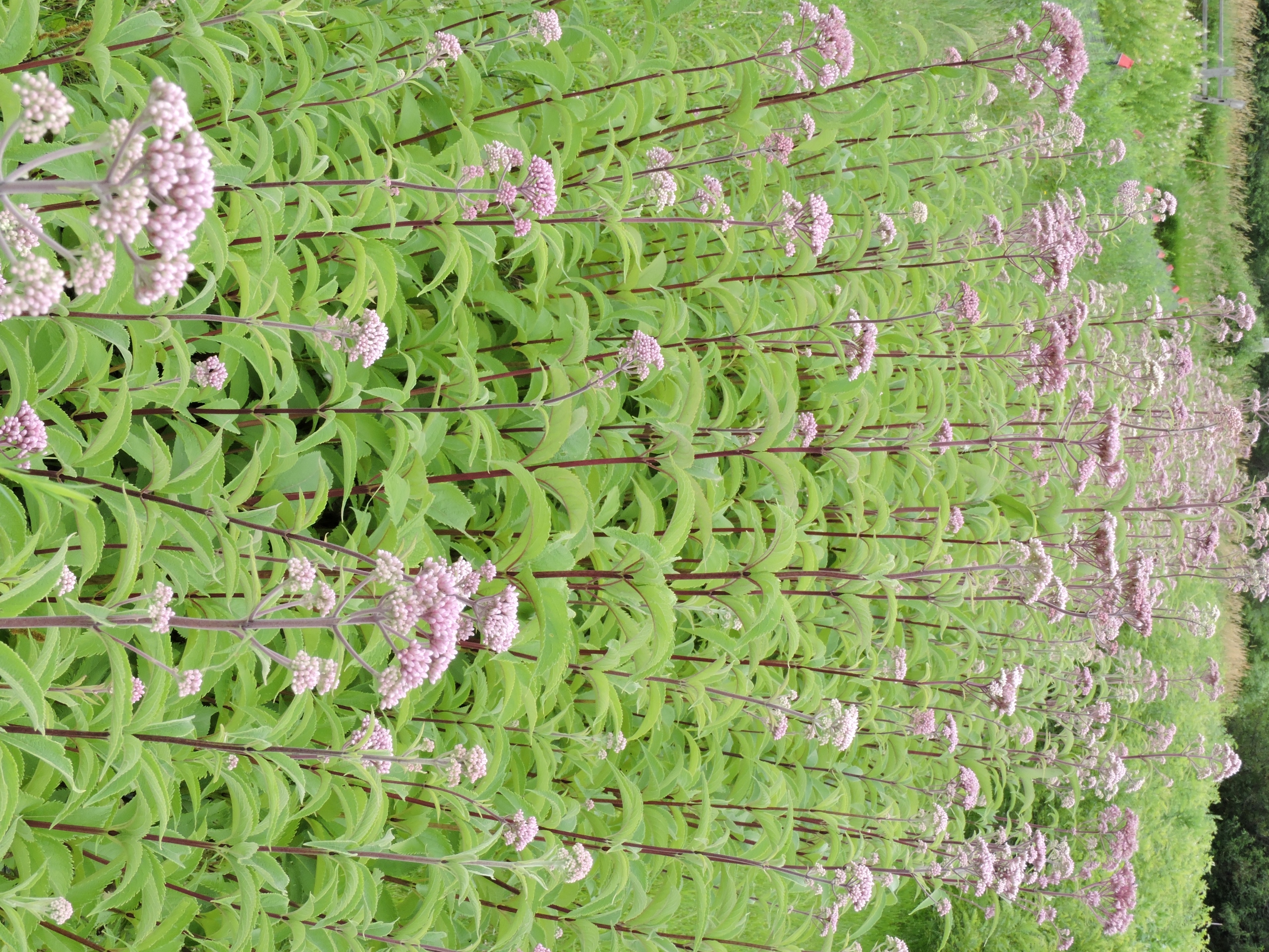 Eutrochium maculatum, whole plant