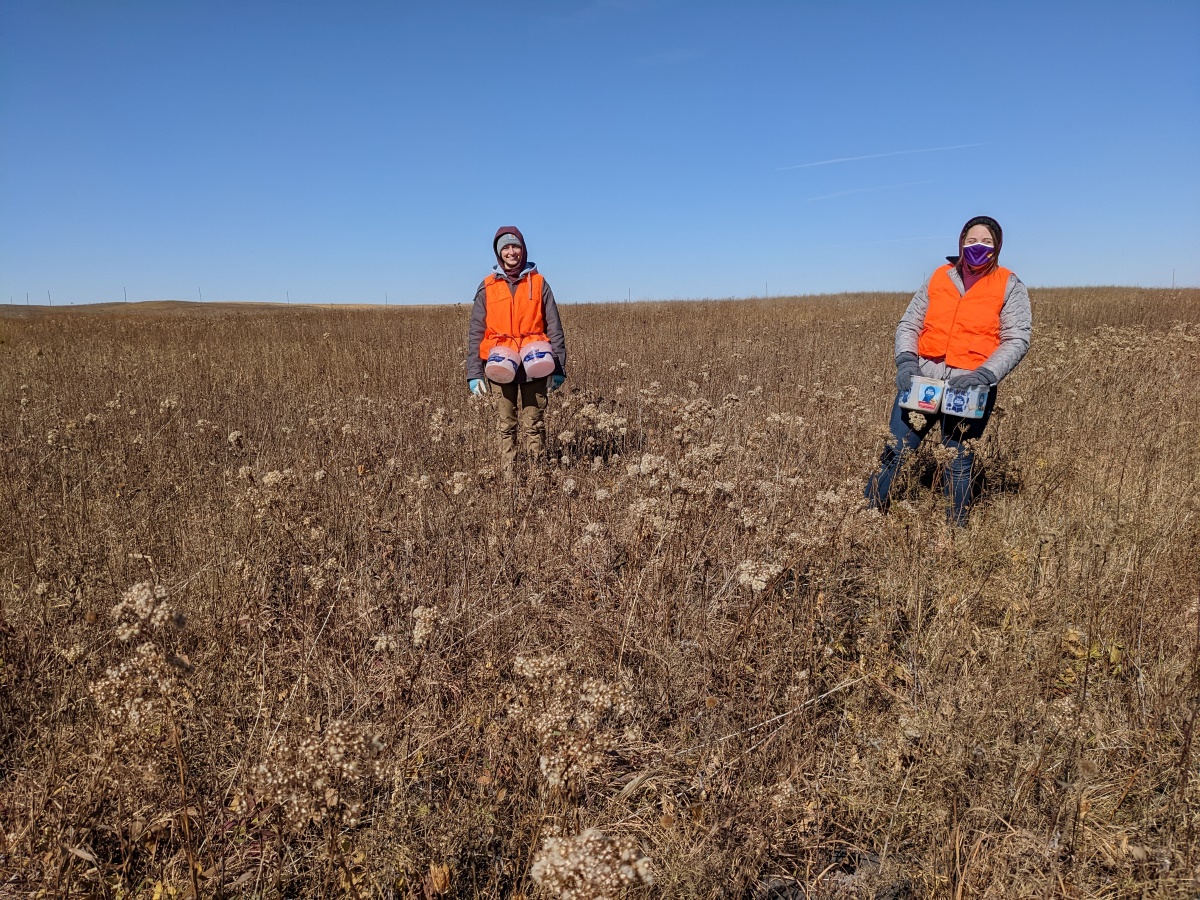 Two people harvesting seed from a remnant prairie in fall