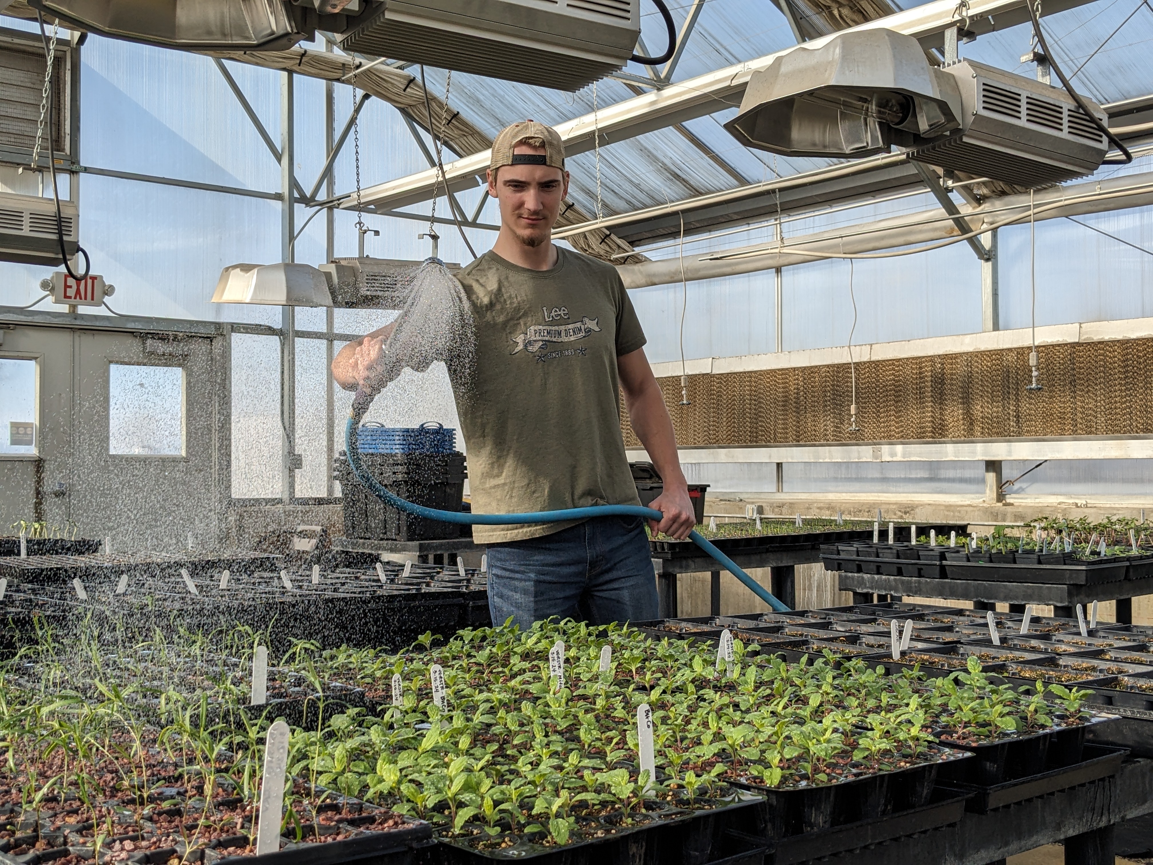 A person uses a watering wand to gently water flats of seedlings in a greenhouse