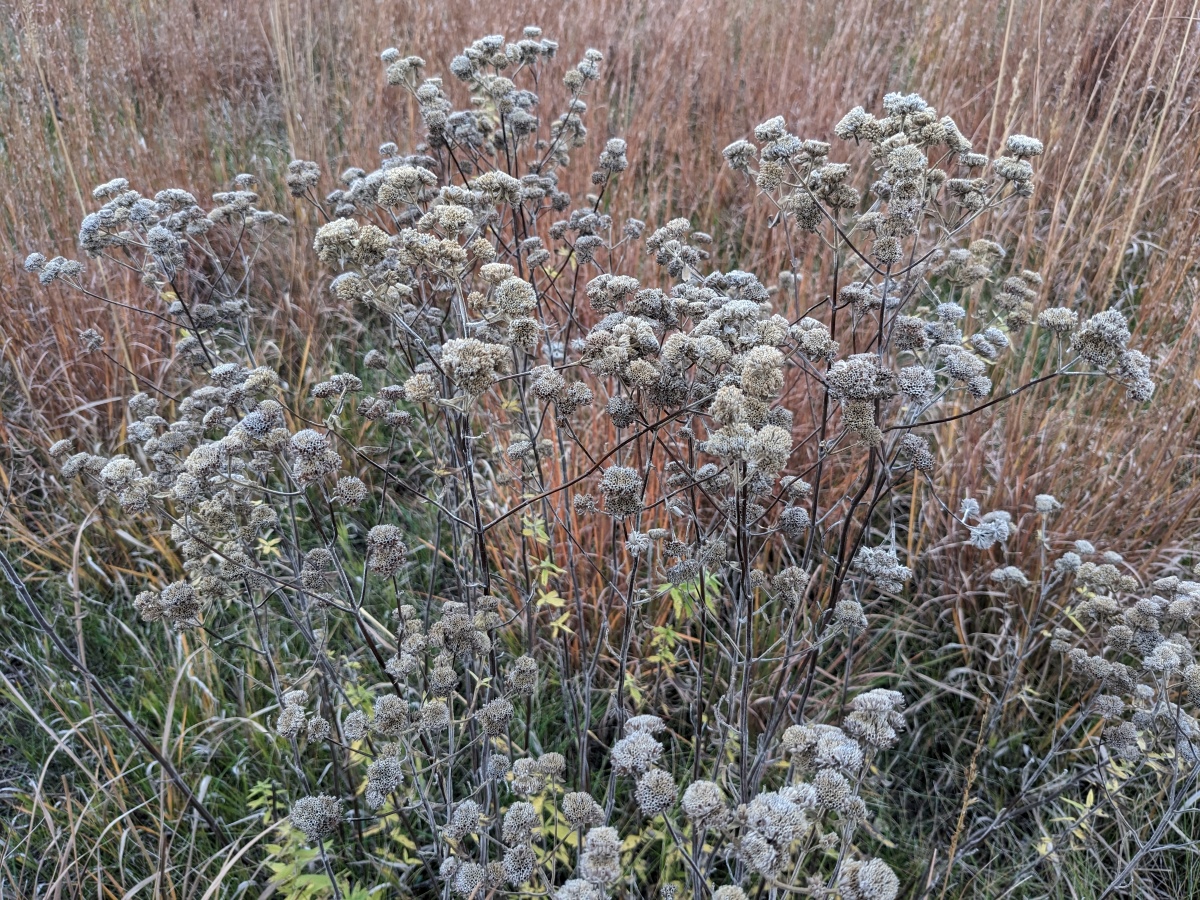 A plant with gray seedheads and brown, dry stalks indicating the seeds are ready to harvest