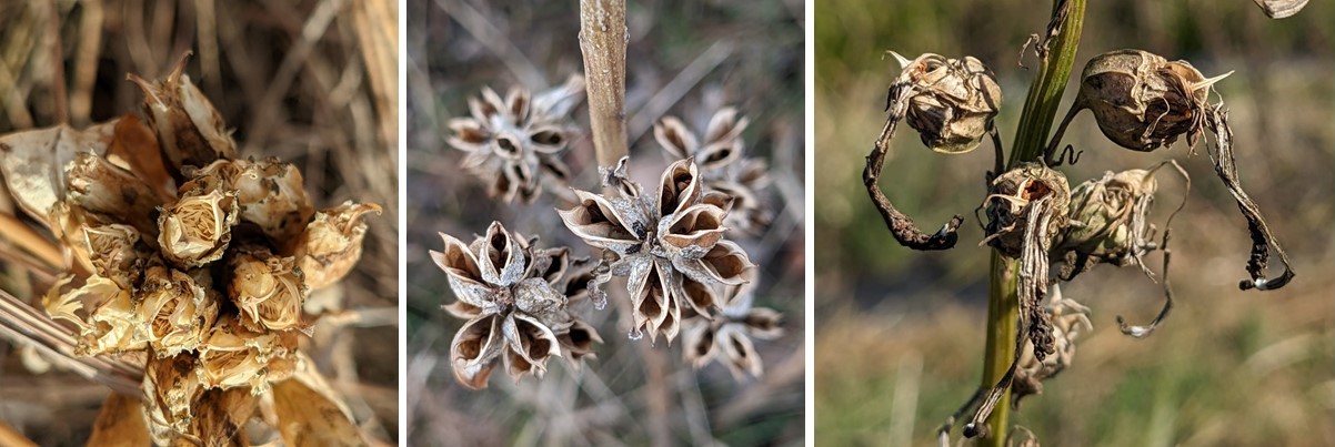Open seed capsules of three forb species