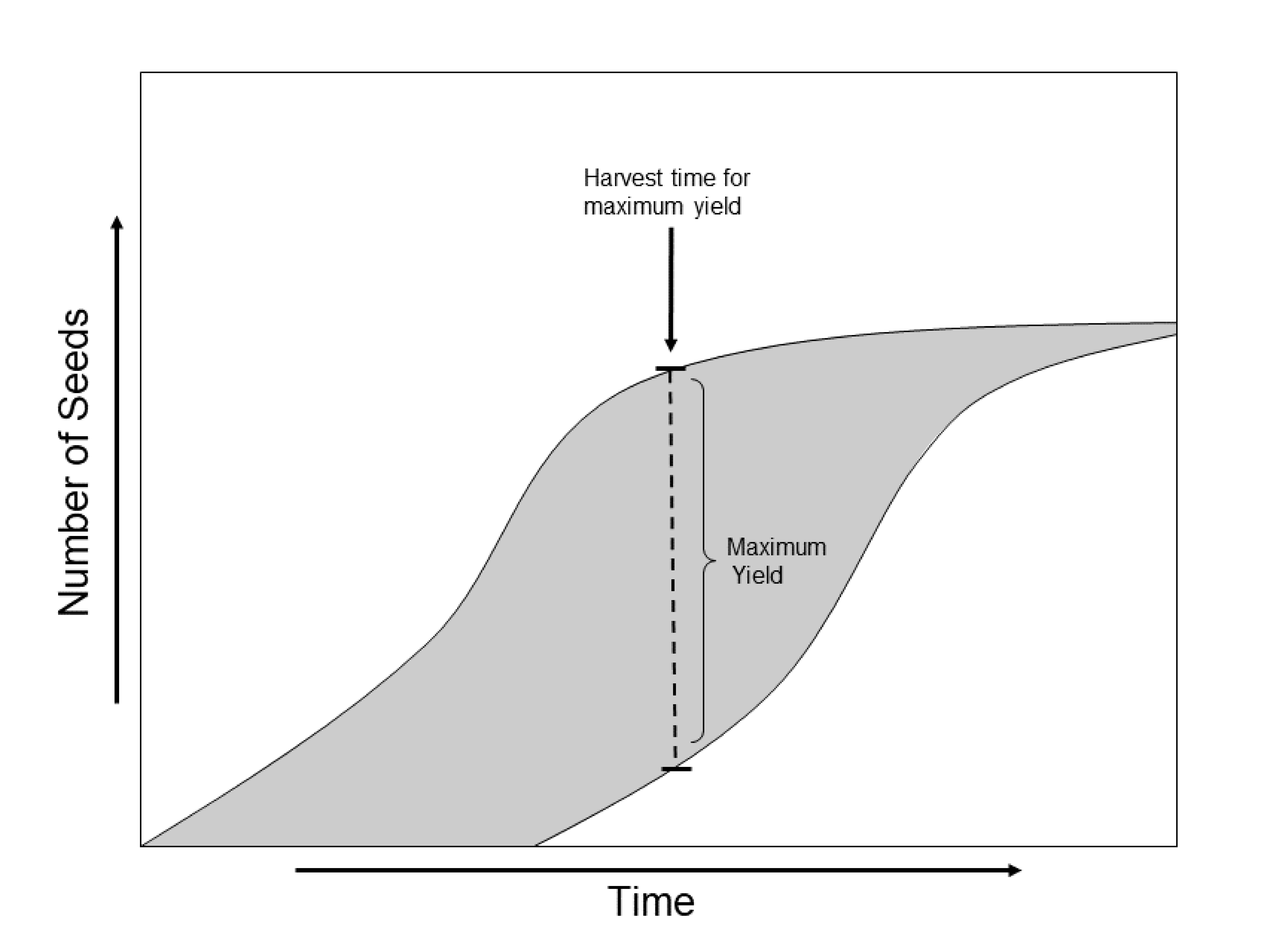 A conceptual graph illustrating the maturation of seed and seed shattering with an estimate of the optimal harvest time
