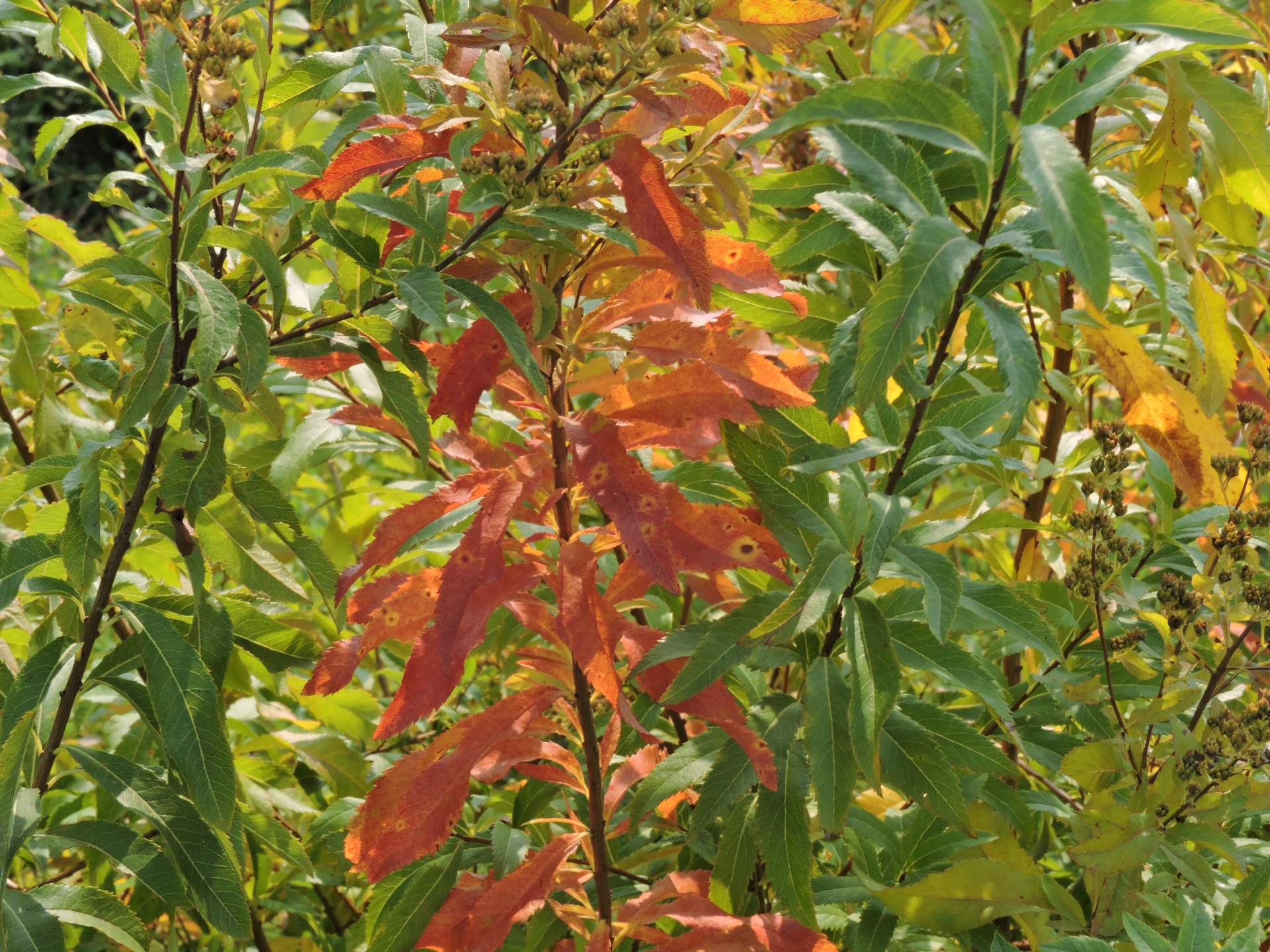 Spiraea alba, leaves and stem