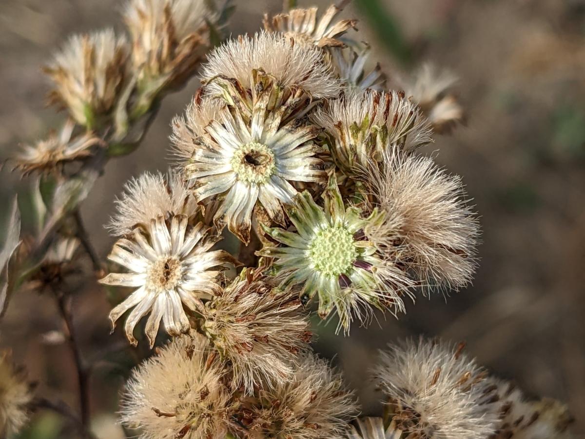 Aster seed heads showing characteristics of ripeness: dry fluffy pappus and changing color of seeds.