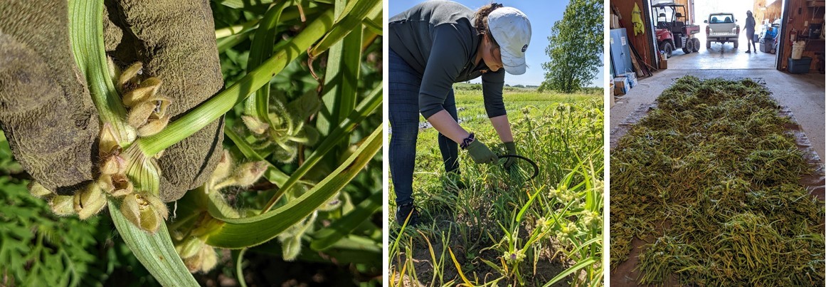 Three pictures showing how to harvest mature seed of longbract spiderwort