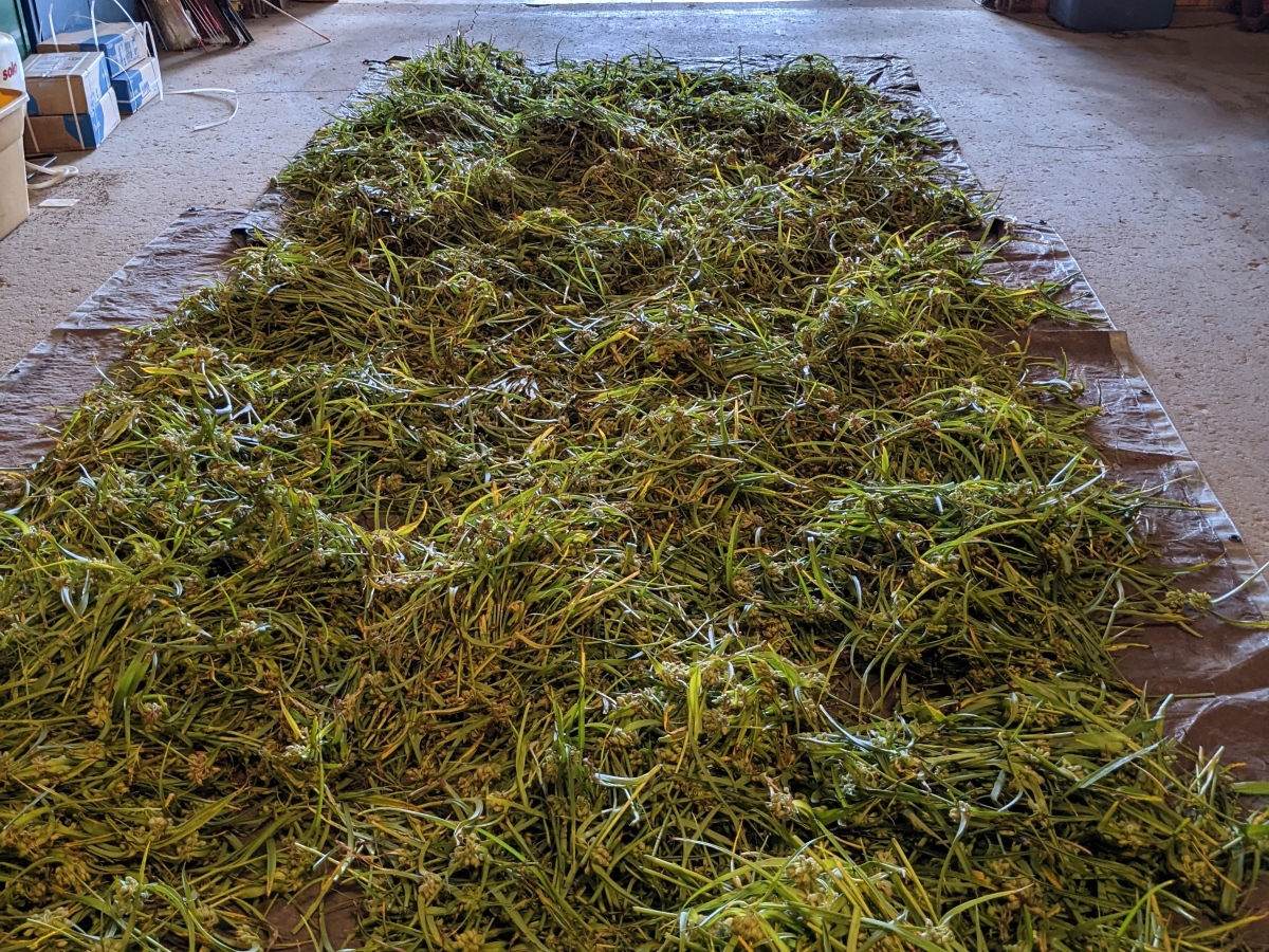 Green stalks of Tradescantia laid to dry on a tarp