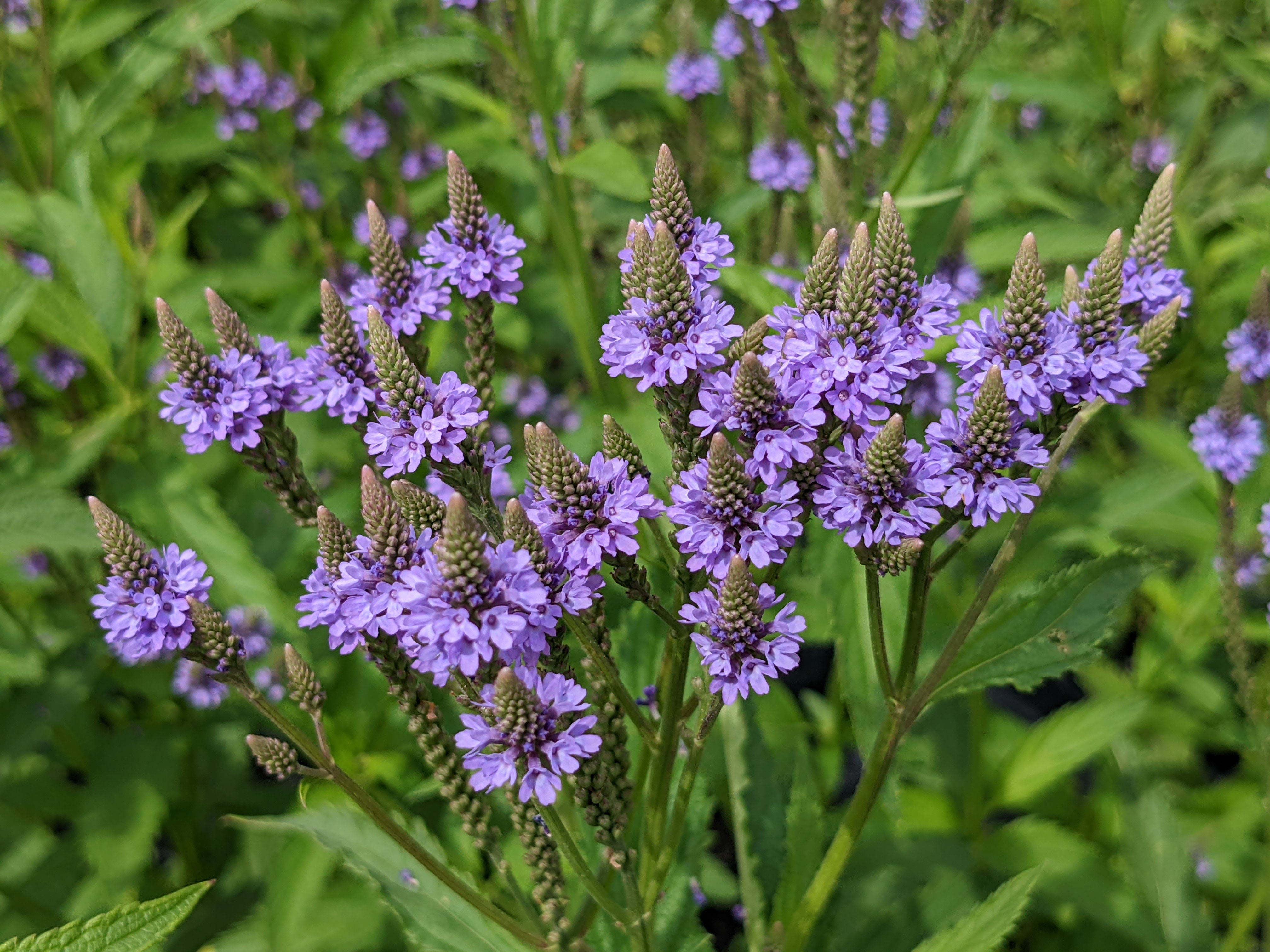 Verbena hastata, flower