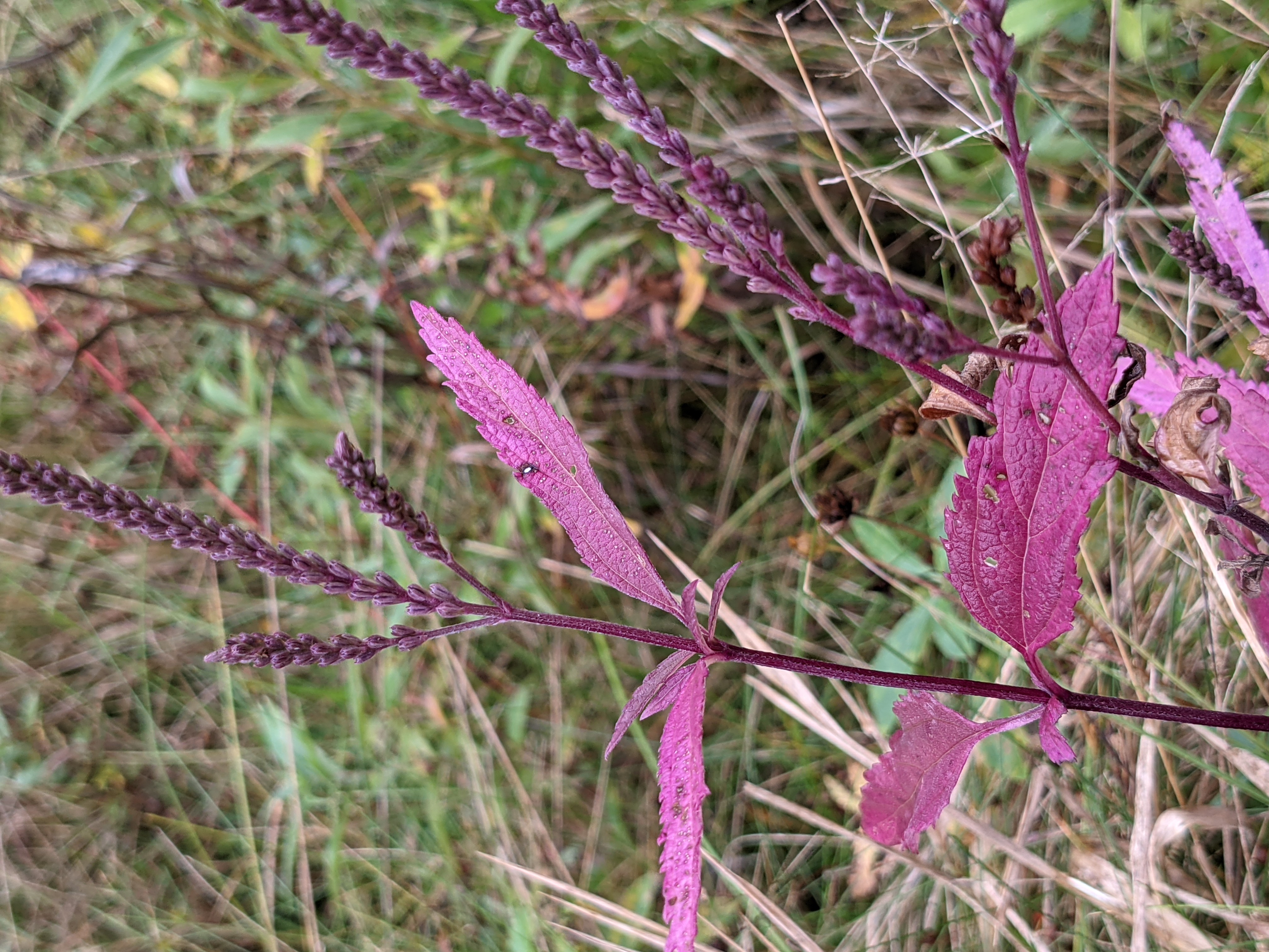Verbena hastata, leaves and stem