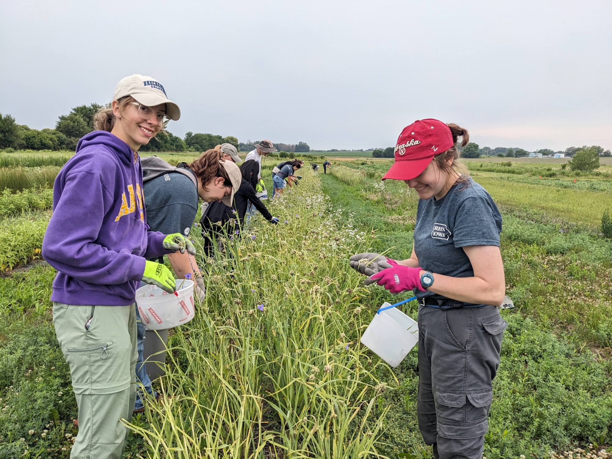 Students helping in the production plots.