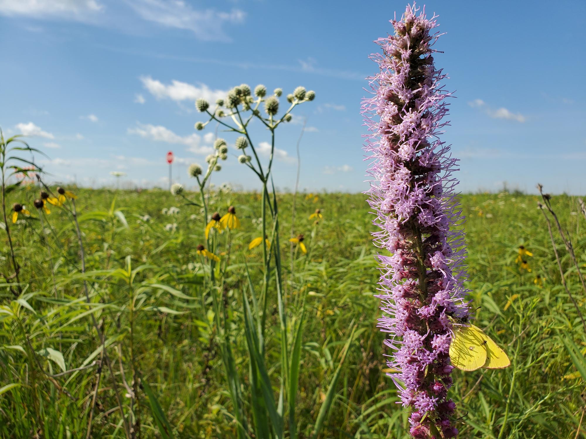A tall purple prairie plant with a butterfly perched on it rises above other prairie vegetation in a roadside.