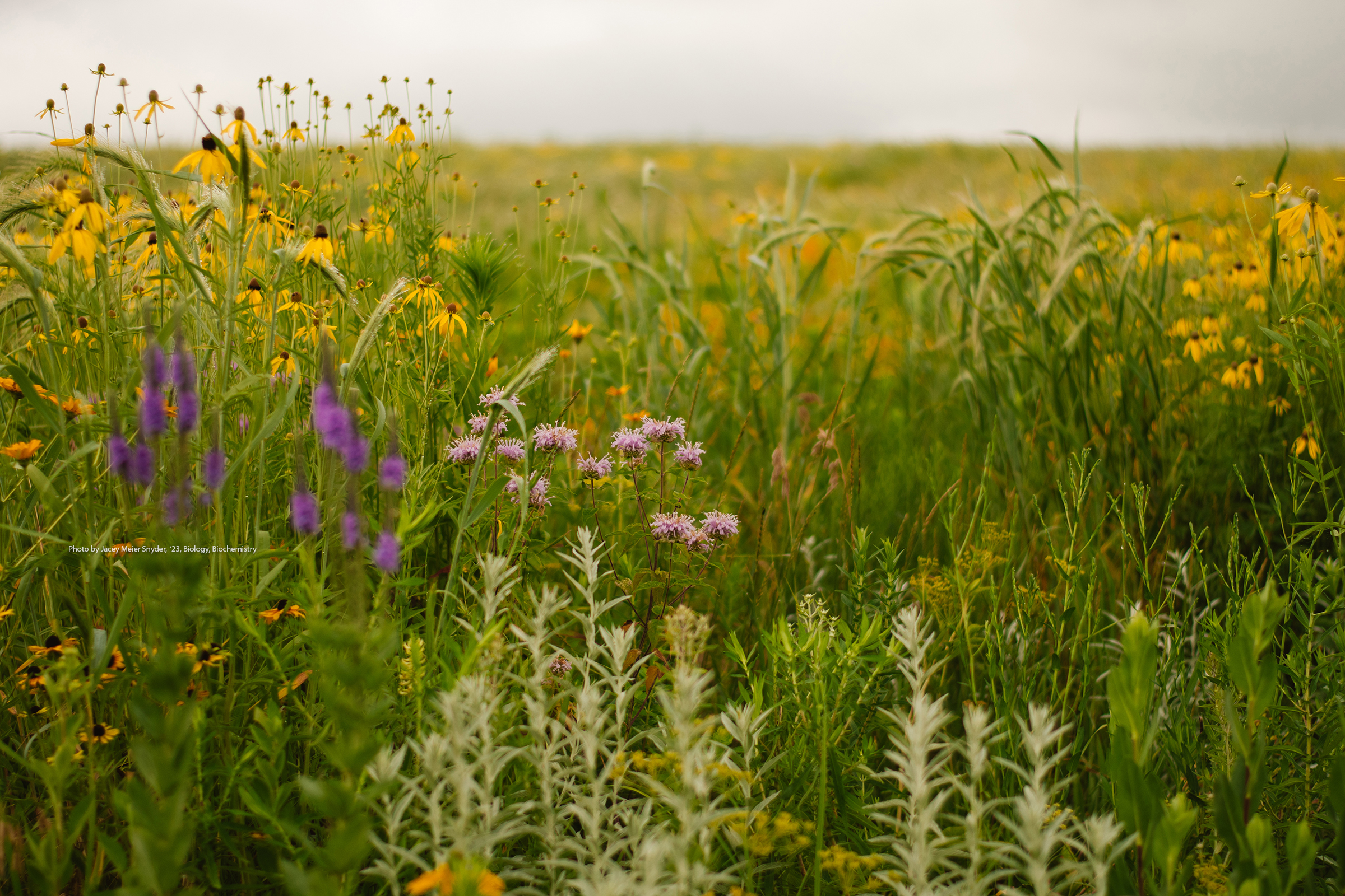 Irvine Prairie in bloom