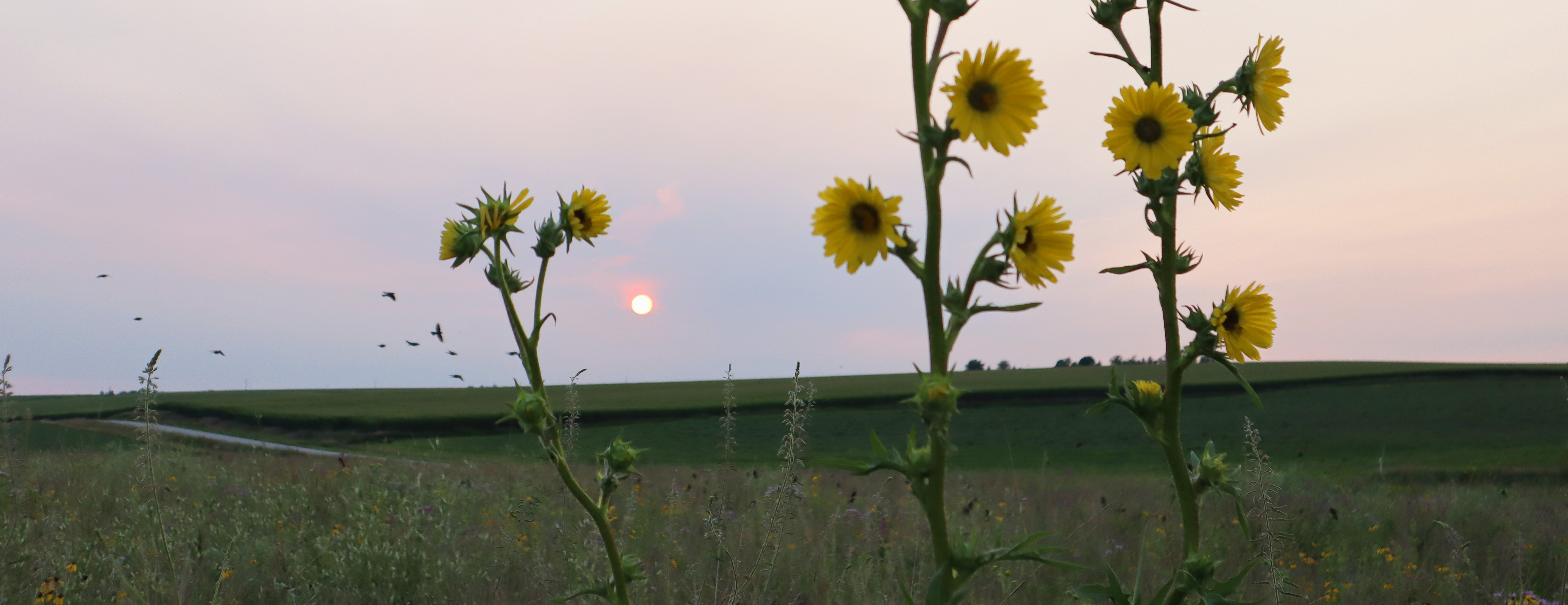 compass plant at sunset