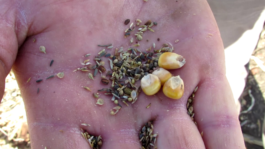 Prairie seed and corn seed