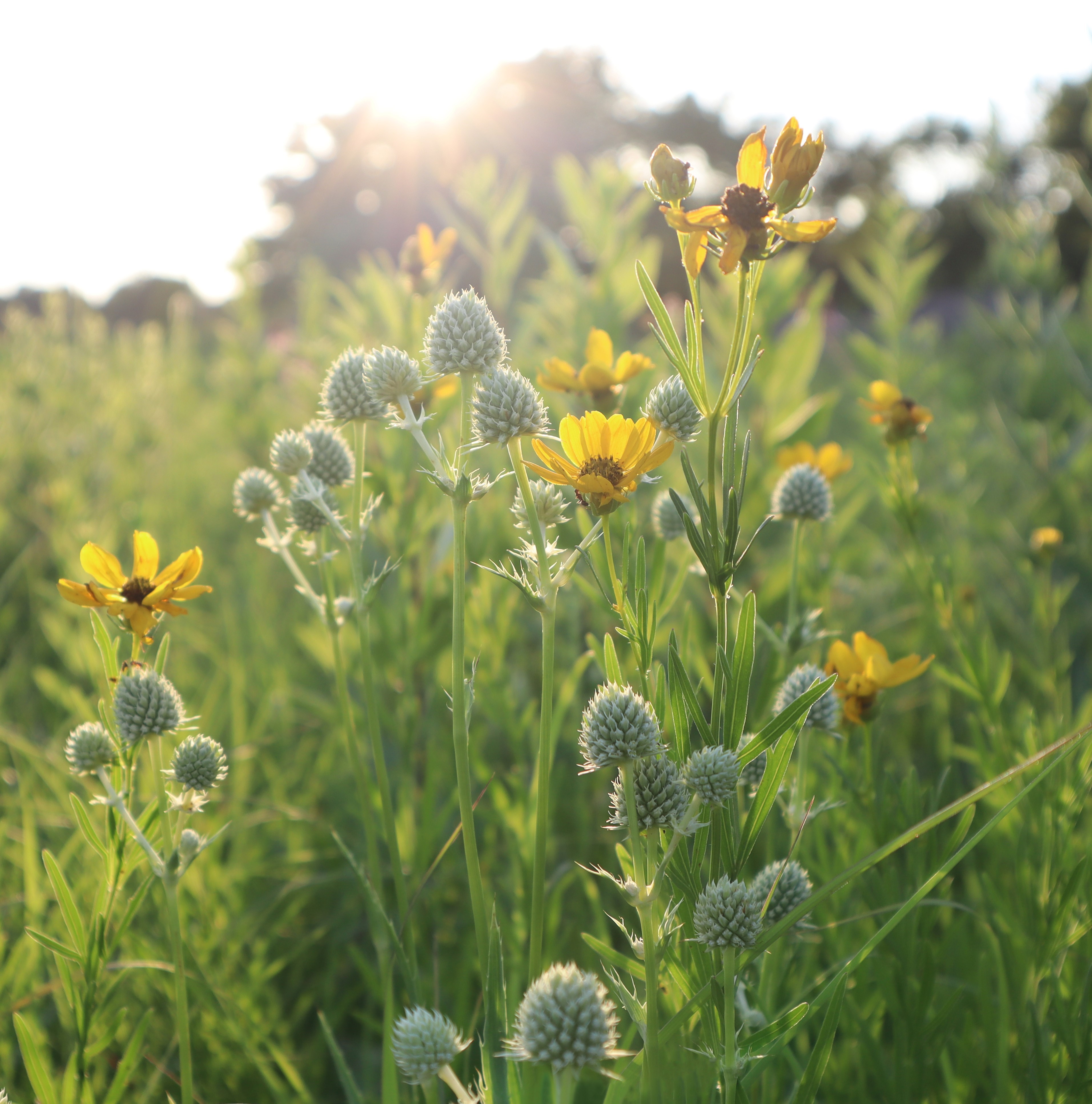 prairie in bloom
