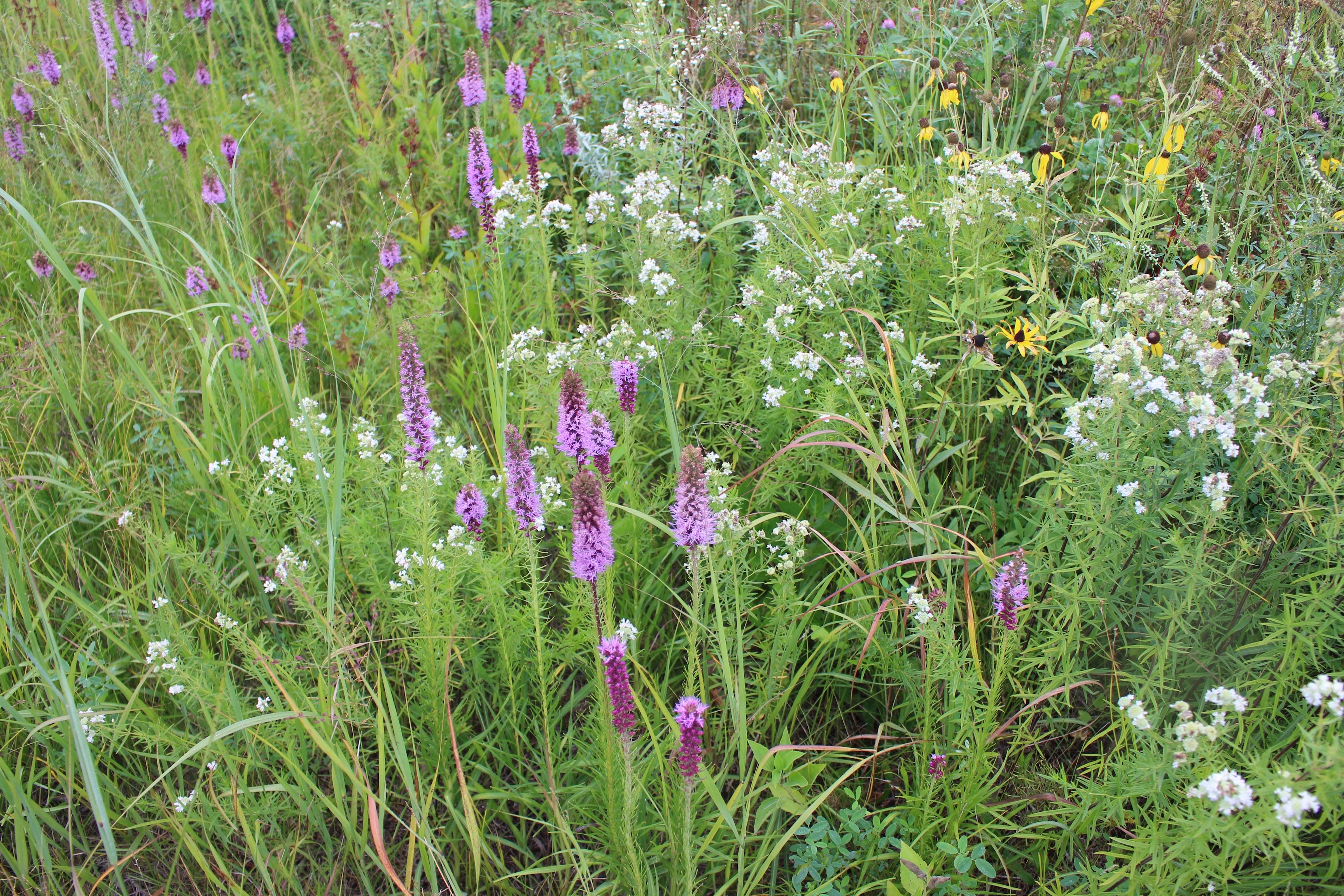 Close up photo of light purple and white wildflowers