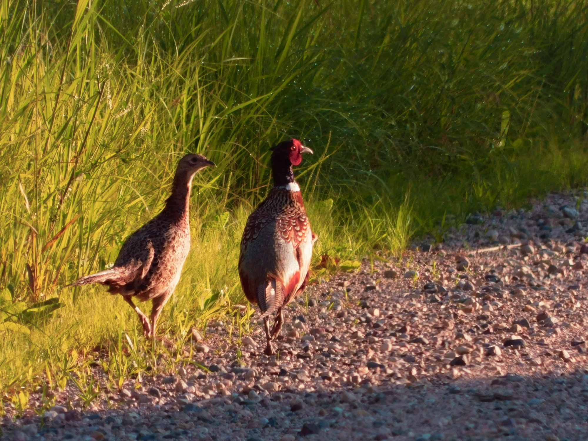 Two ringneck pheasants near some roadside vegetation.