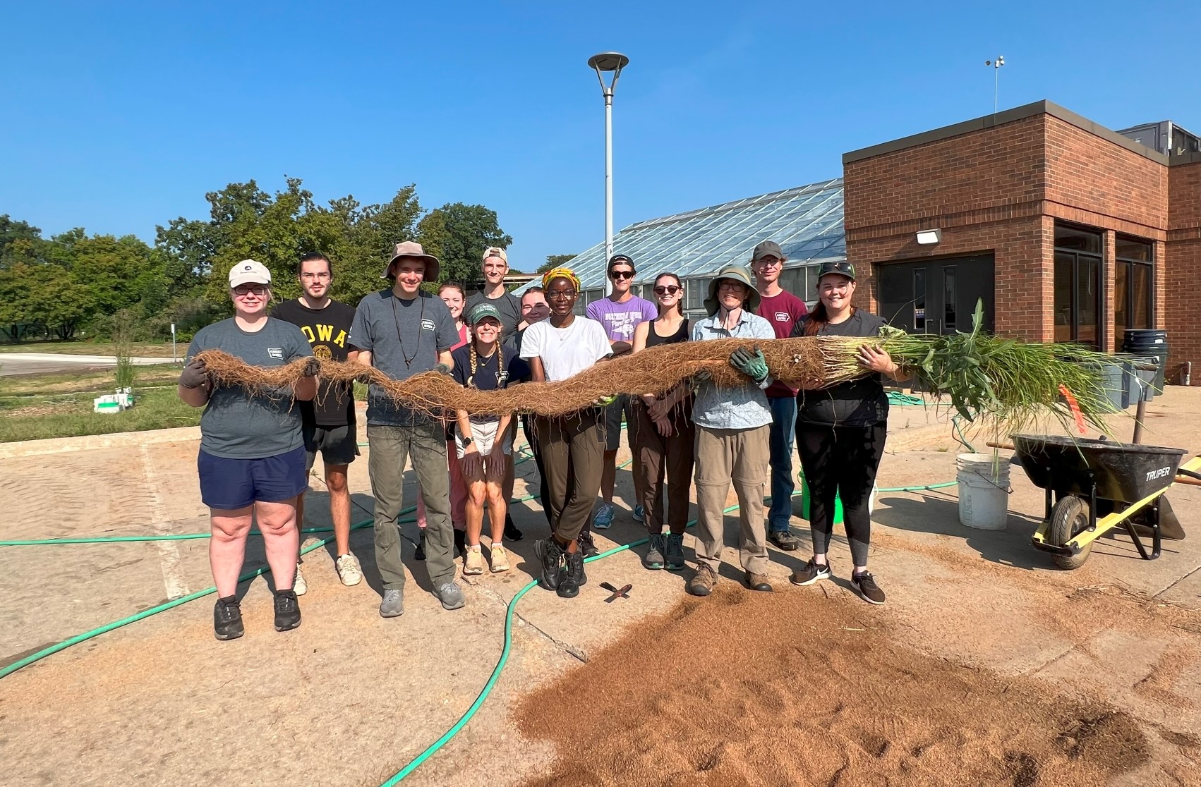 Students helping with root pull