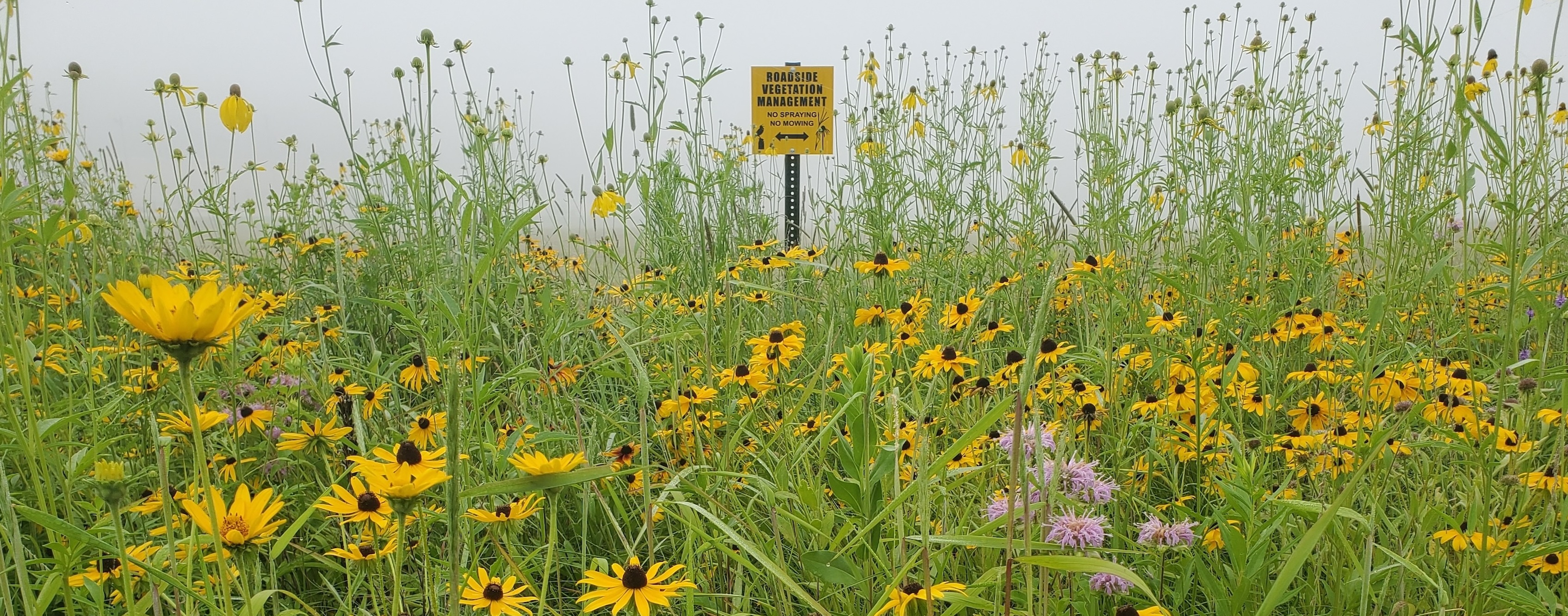 Photo of black-eyed Susans and other vegetation in front of no mow/no spray sign