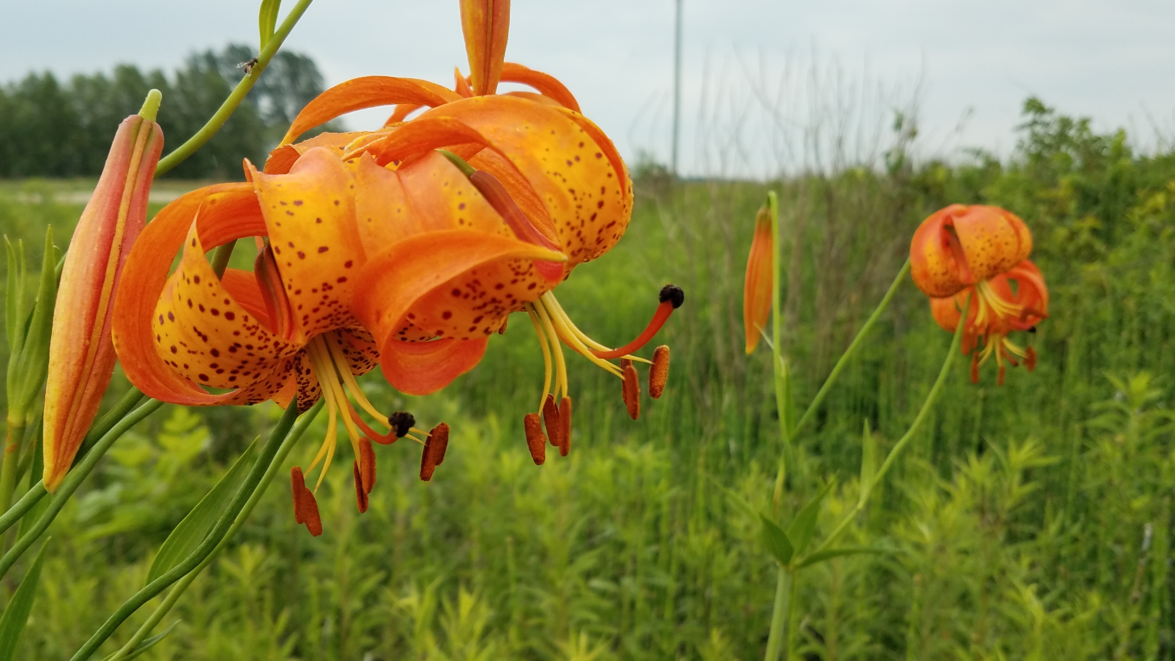 Michigan Lily in bloom