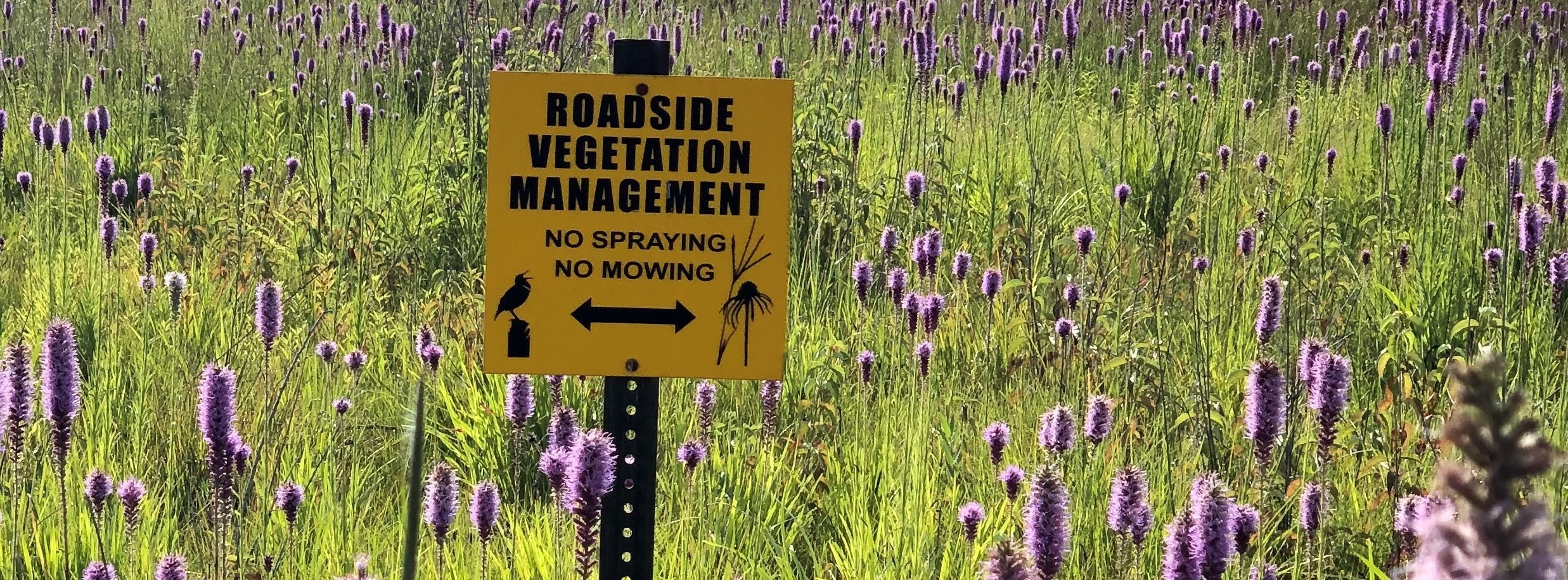 Roadside Vegetation Management sign in prairie planting