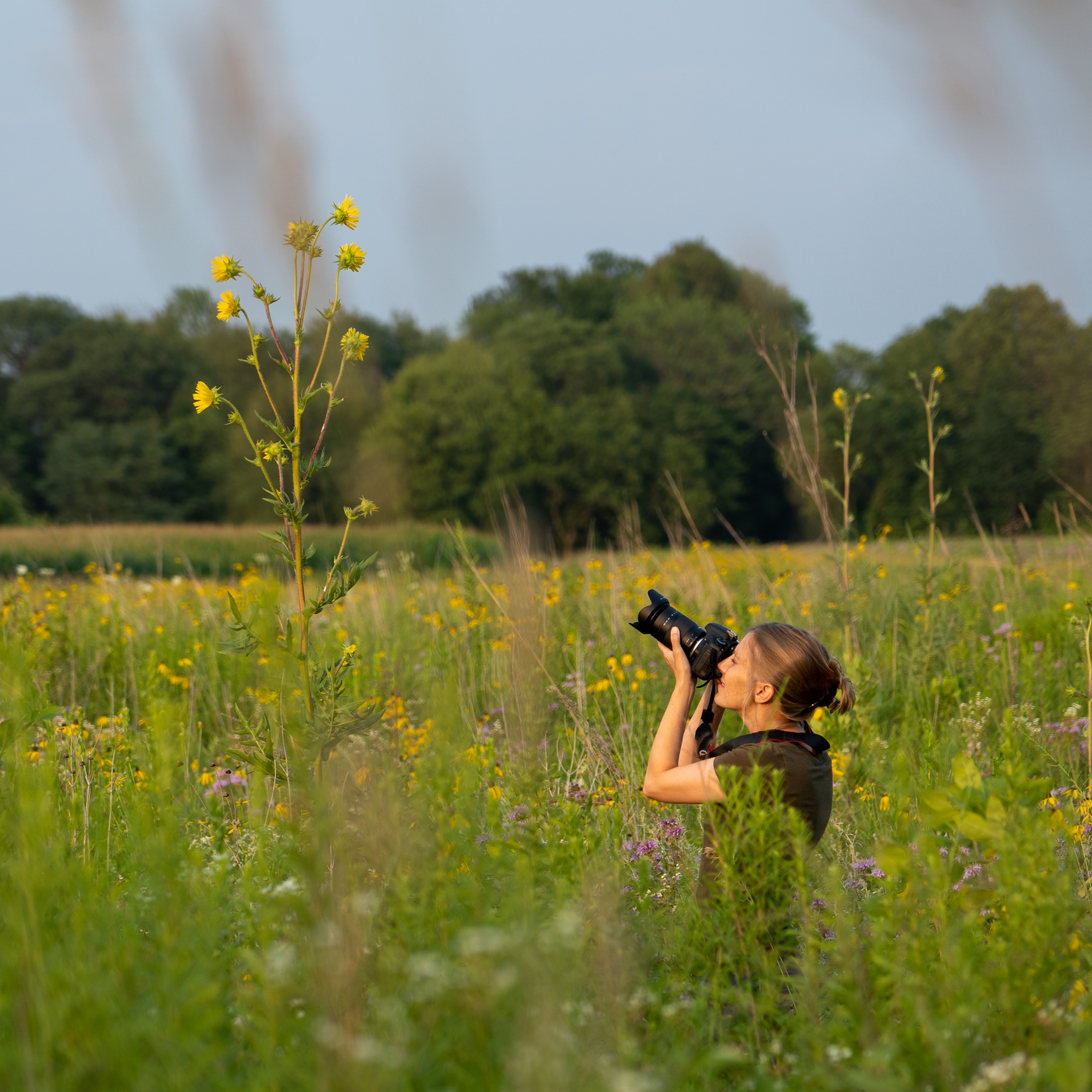 Photographer capturing compass plant