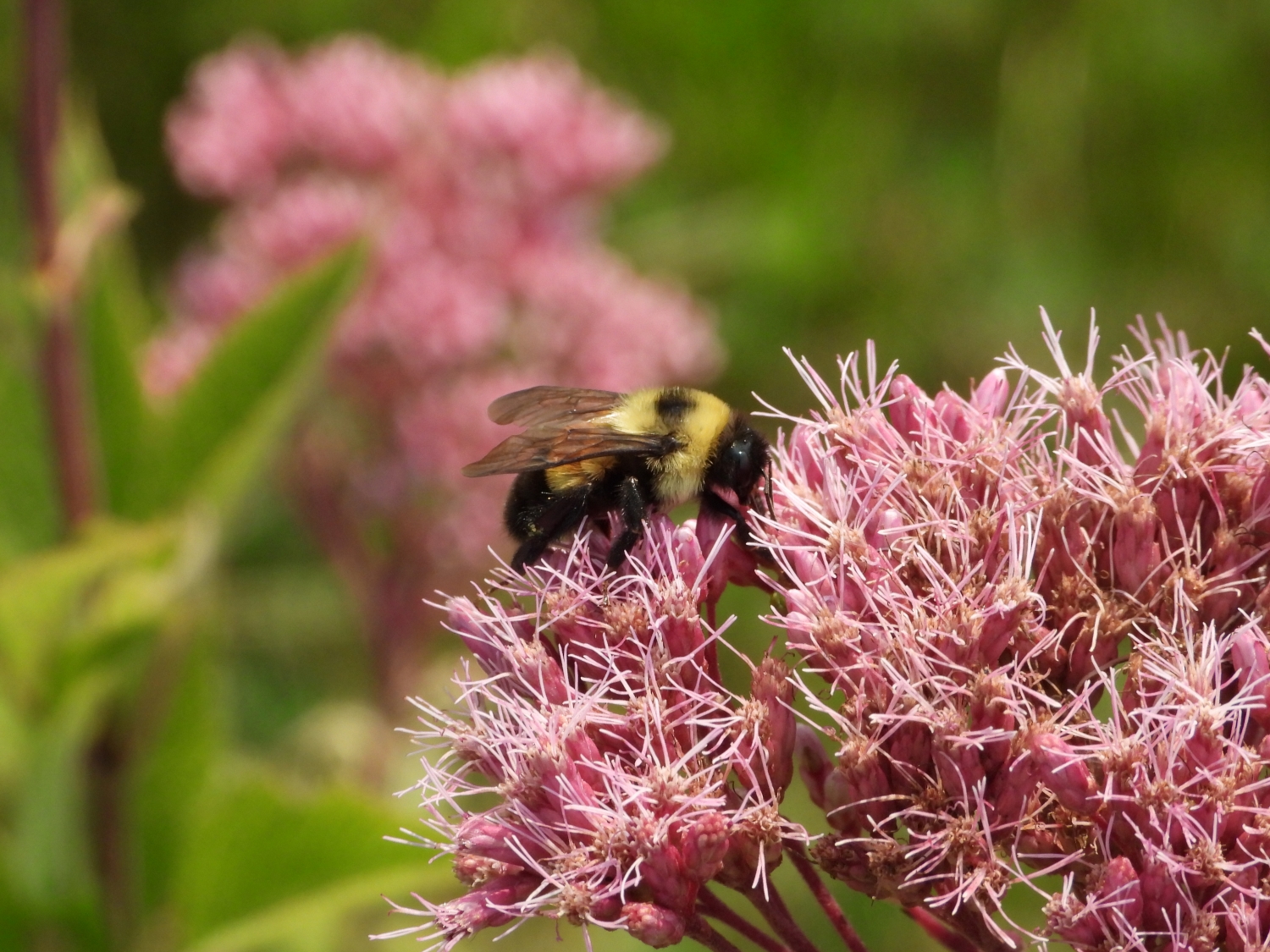 Link, a rusty patched bumble bee visits a cluster of fuzzy pink flower heads