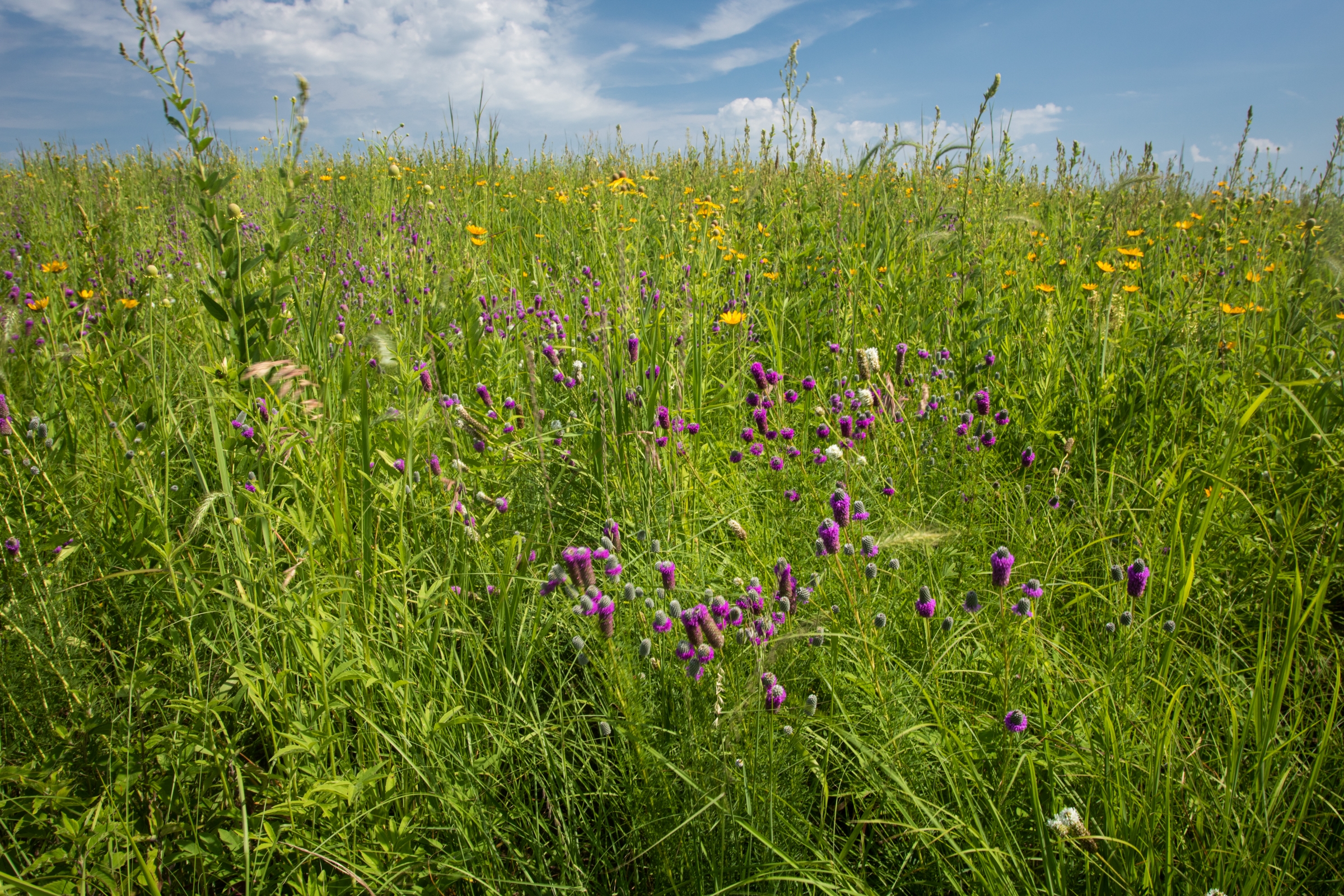 Irvine Prairie in bloom