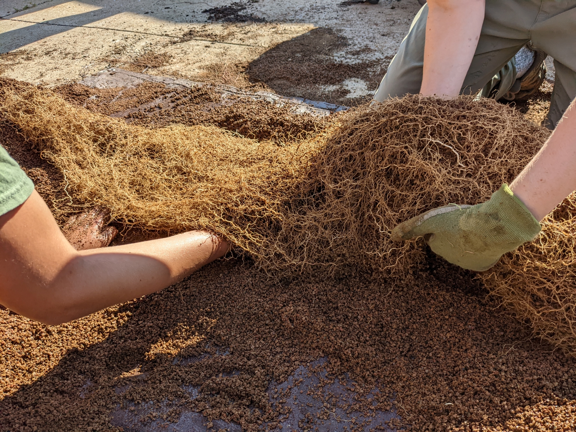 People shaking a prairie root clean of its turfus