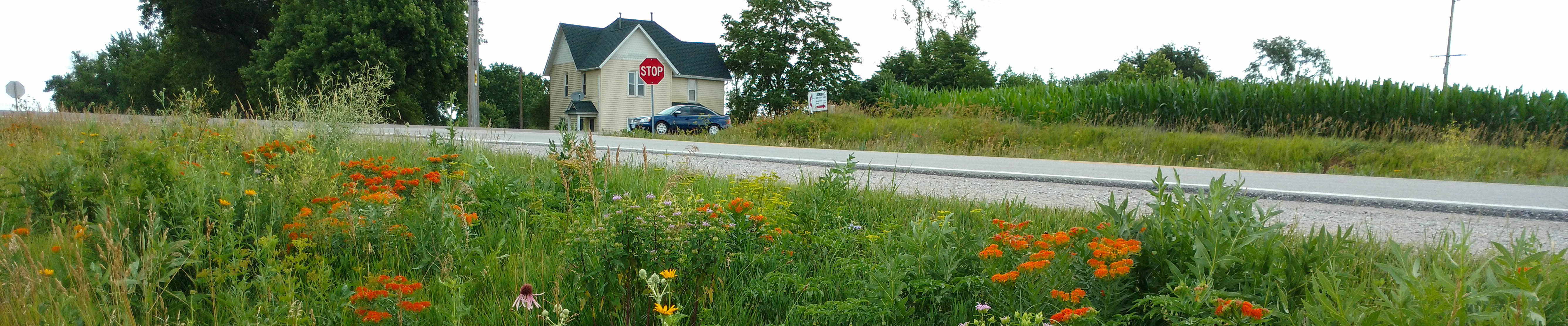 Orange flowers and other native vegetation in the foreground and a road and house in the background.