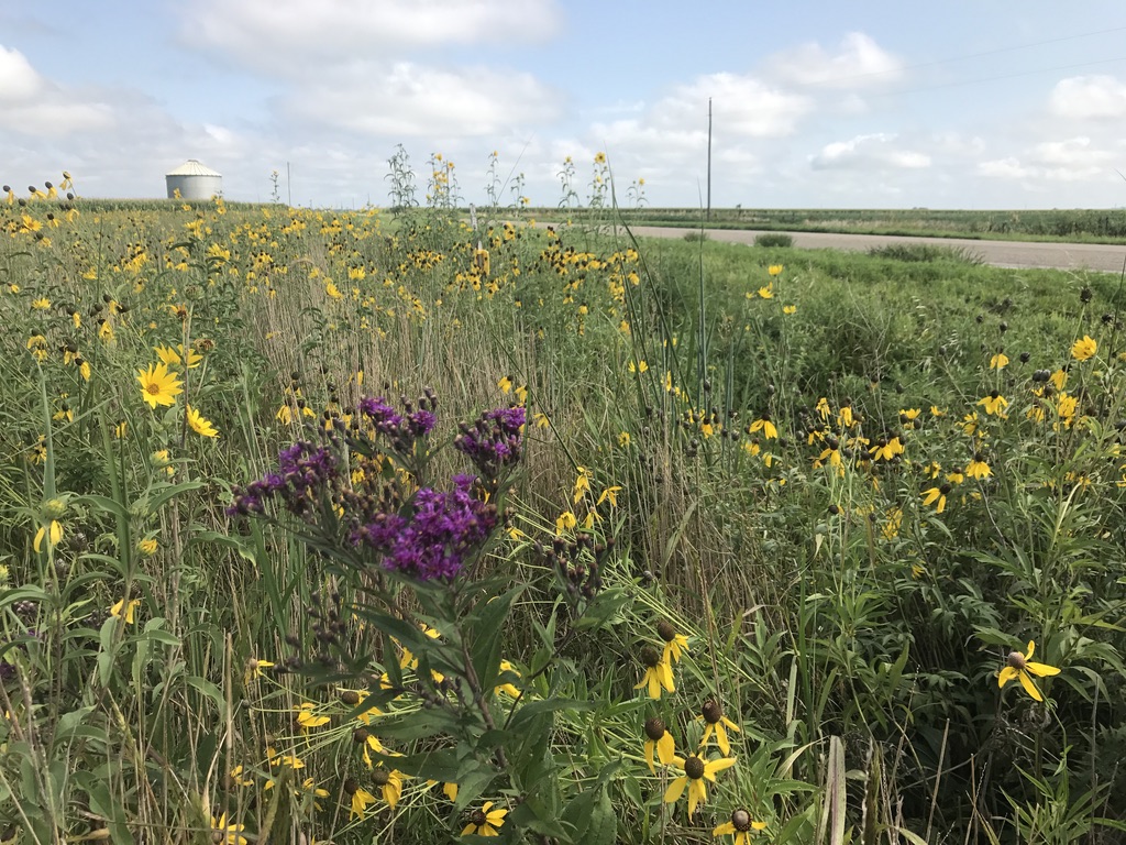 Image of silo and paved road with wildflowers in foreground