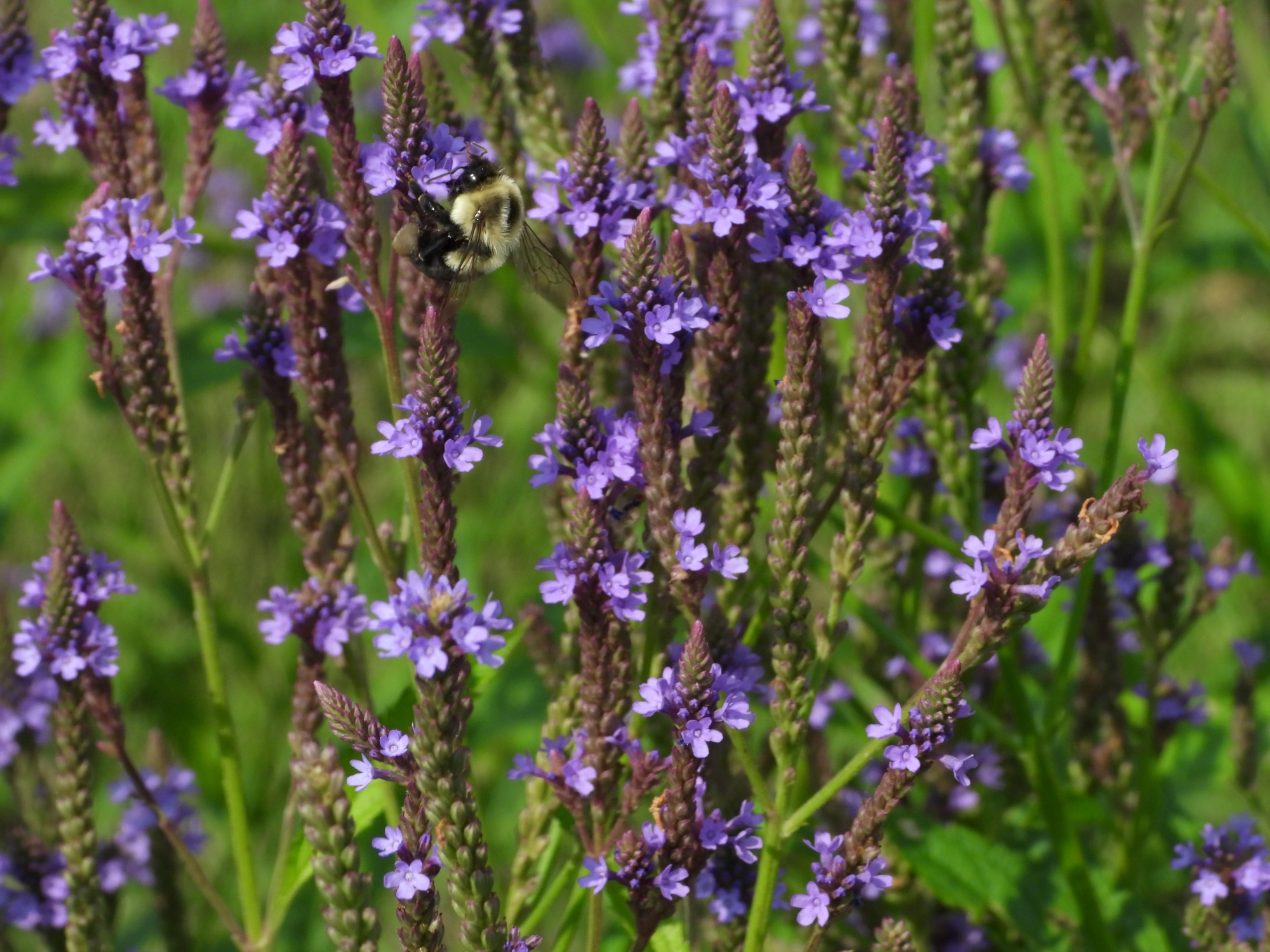 Link, a bumble bee visits purple flowers of swamp verbena